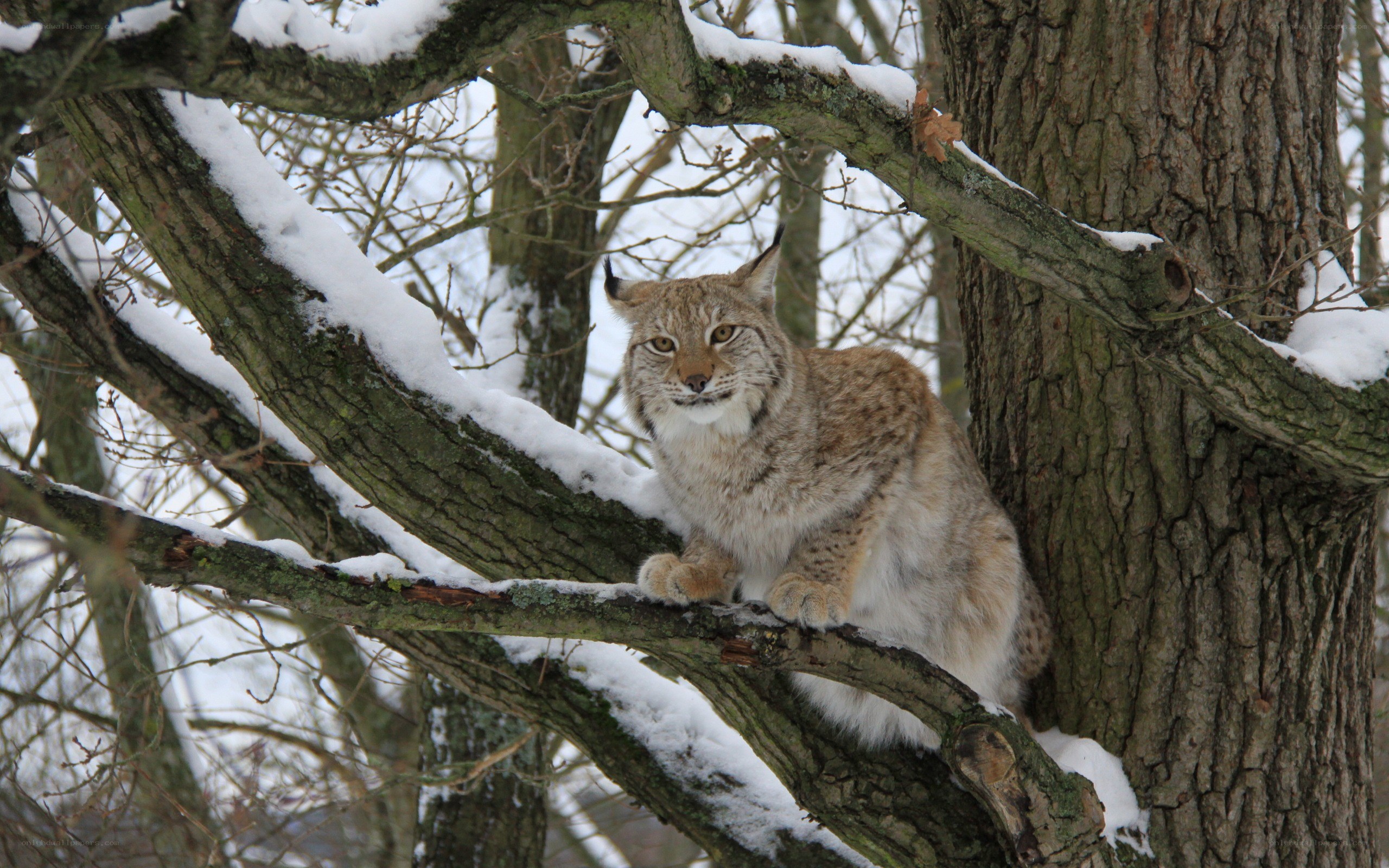 Lynx in a snowy tree