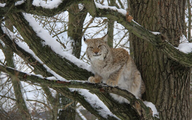 Lynx in a snowy tree