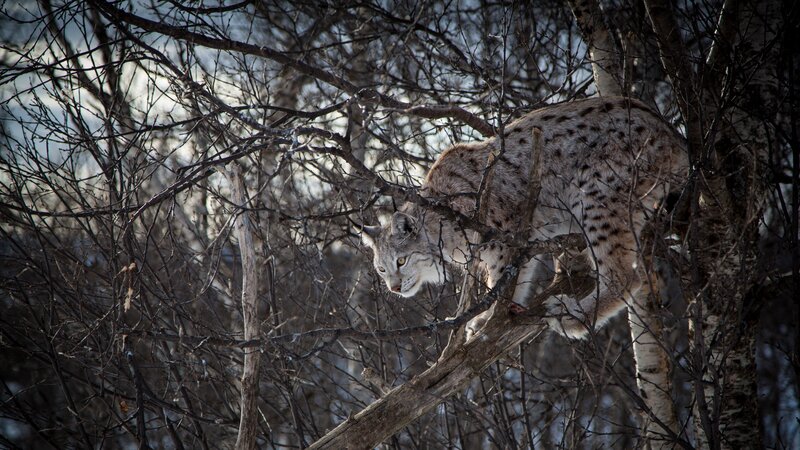 Lynx in a Tree — Brown