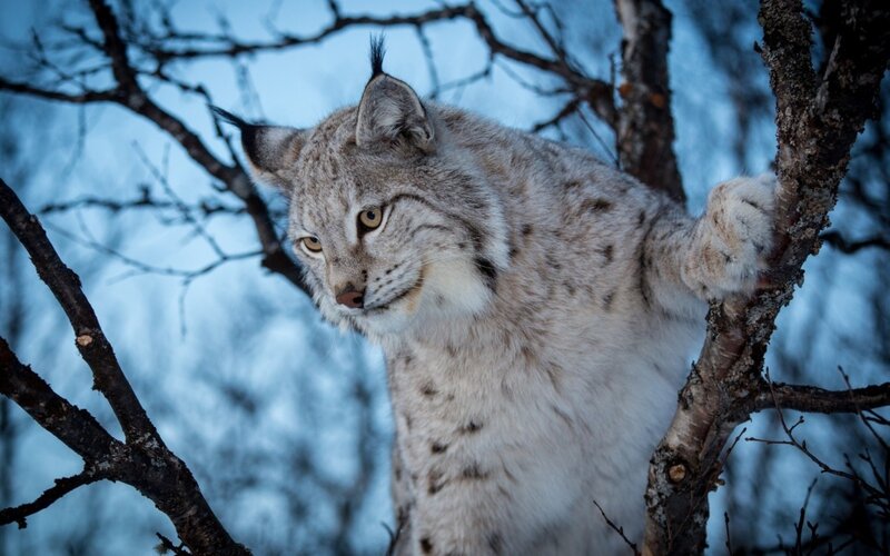 Lynx in a Tree — Gray, Alert