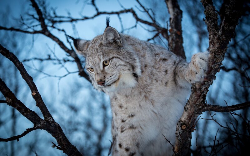 Lynx in a Tree — Gray