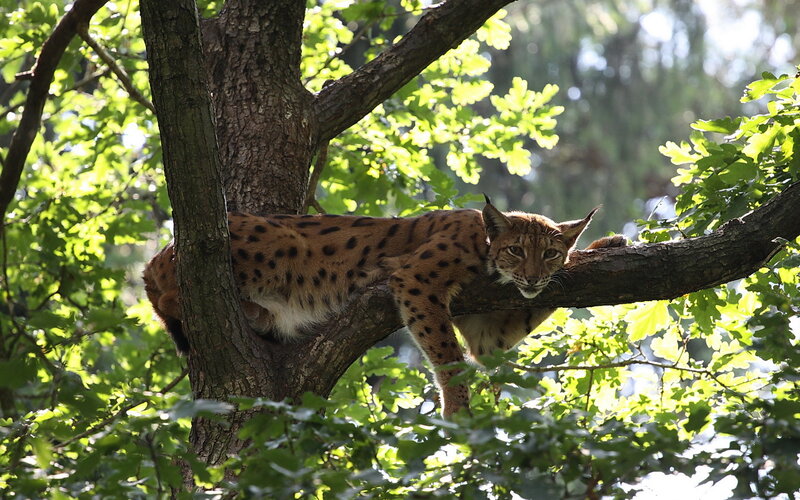 Lynx in a Tree — Green