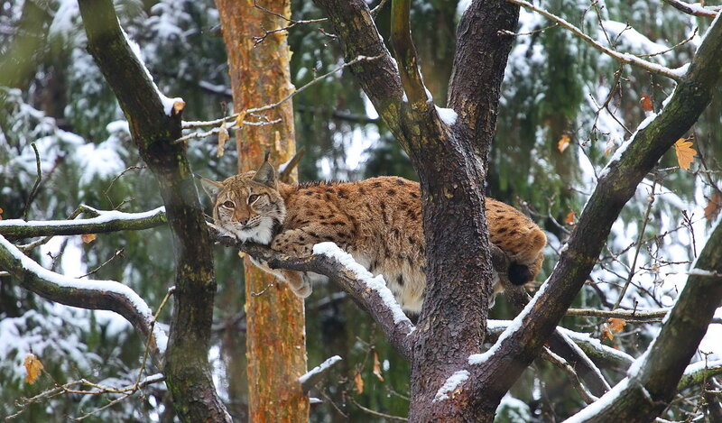Lynx in a Tree