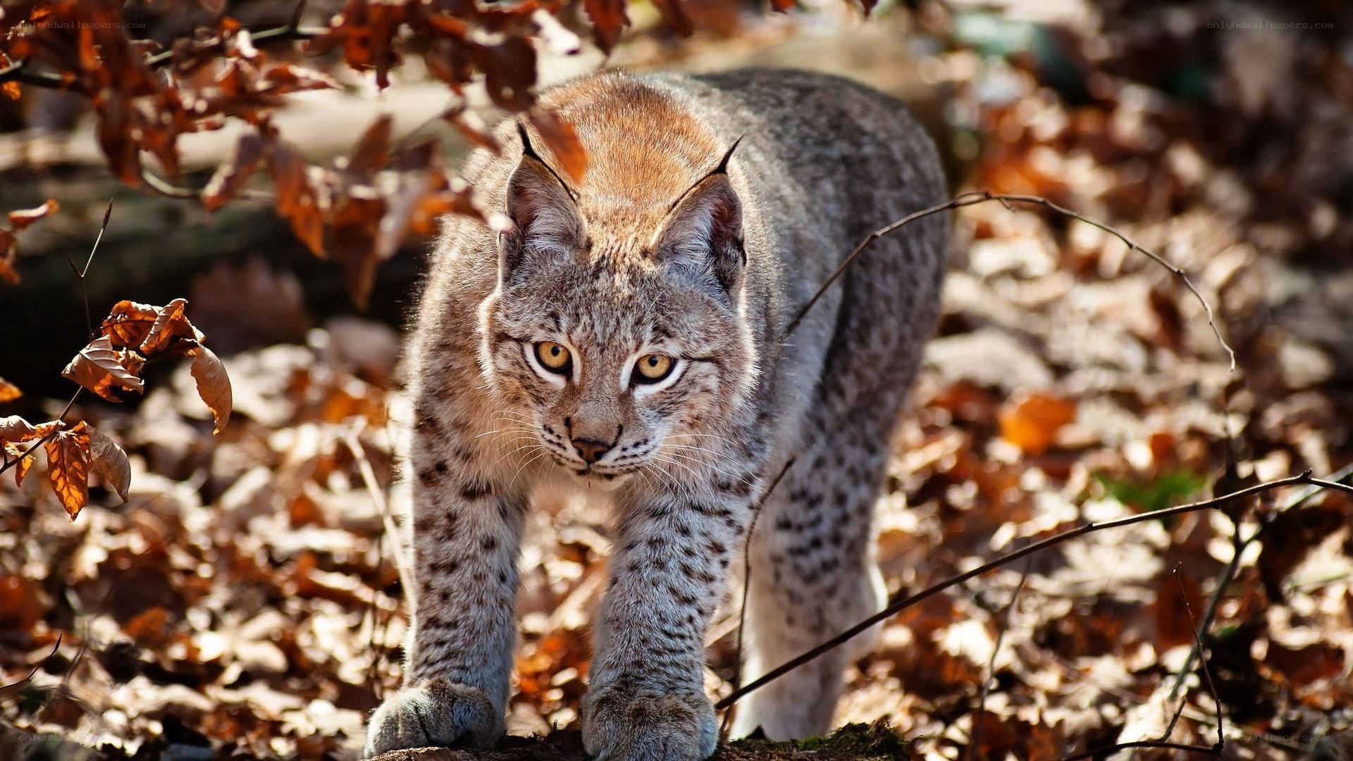 Lynx in autumn forest