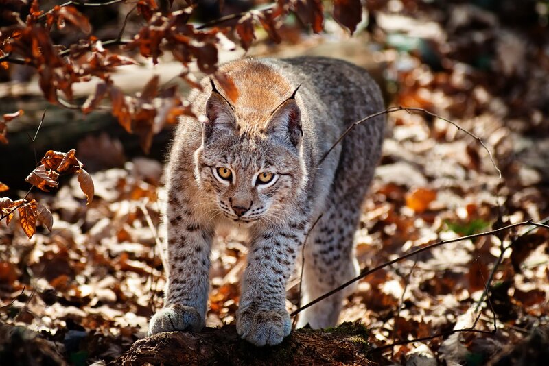 Lynx in autumn forest