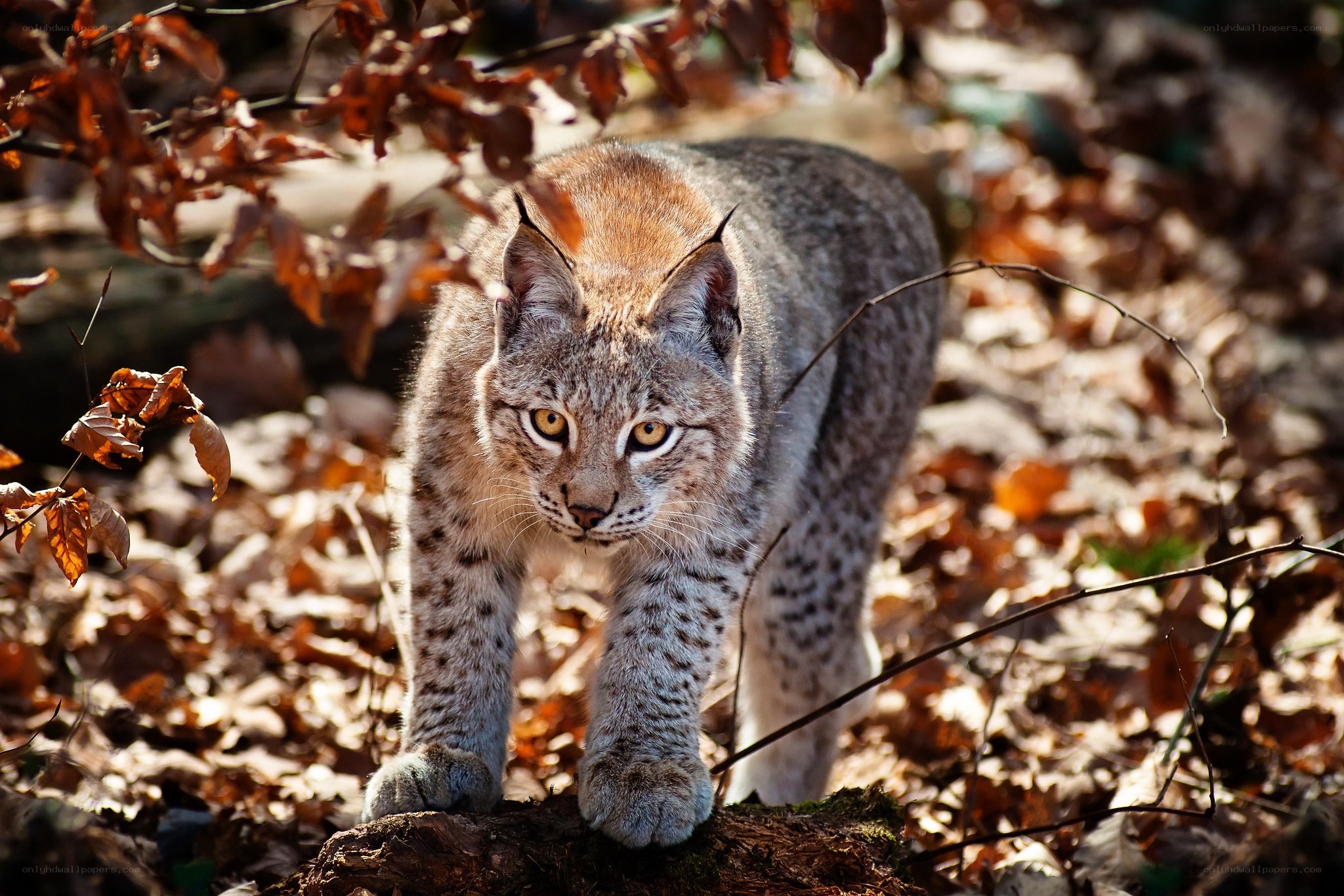 Lynx in autumn forest