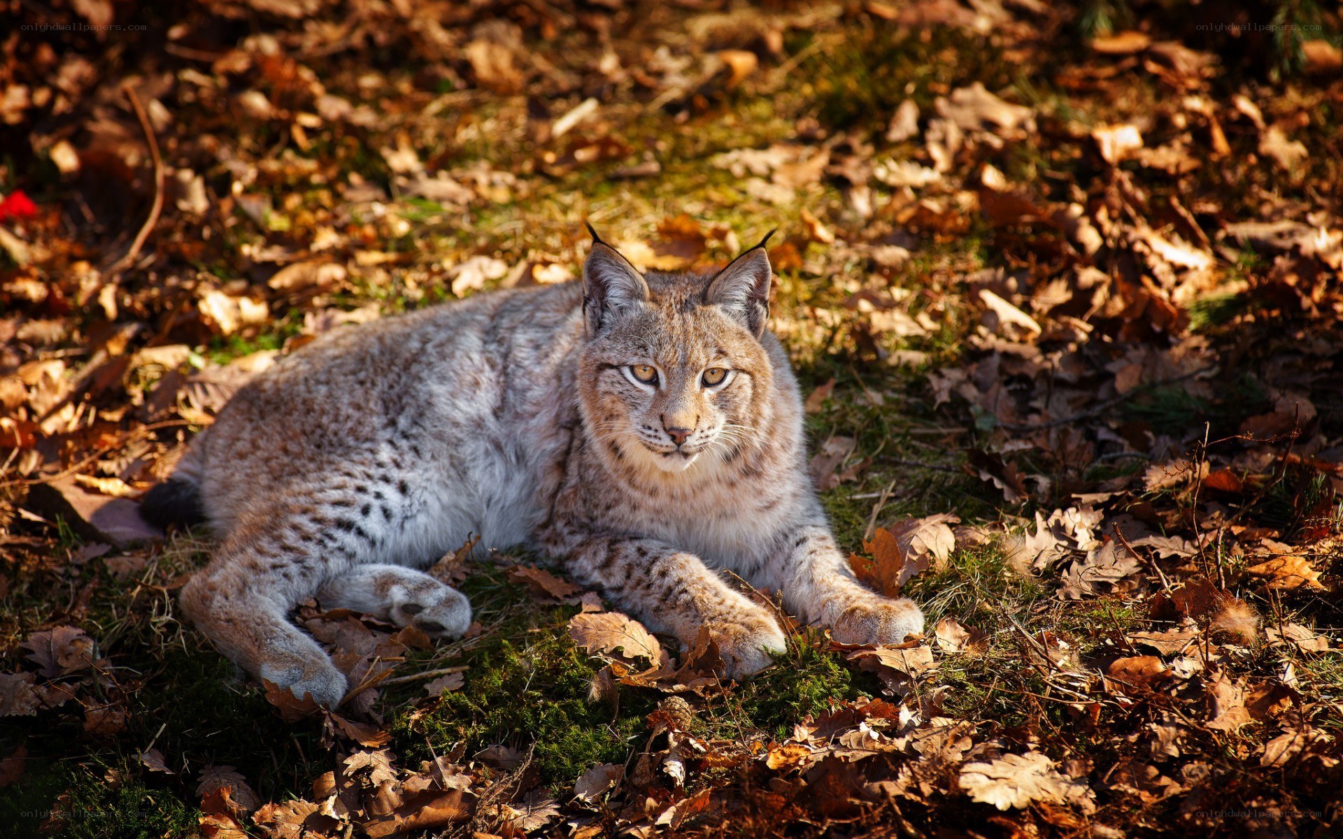 Lynx in autumn leaves