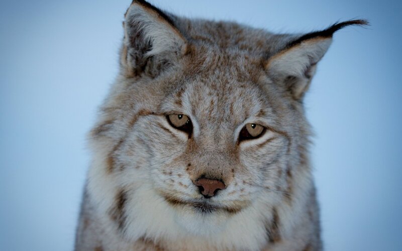 Lynx in Close-up