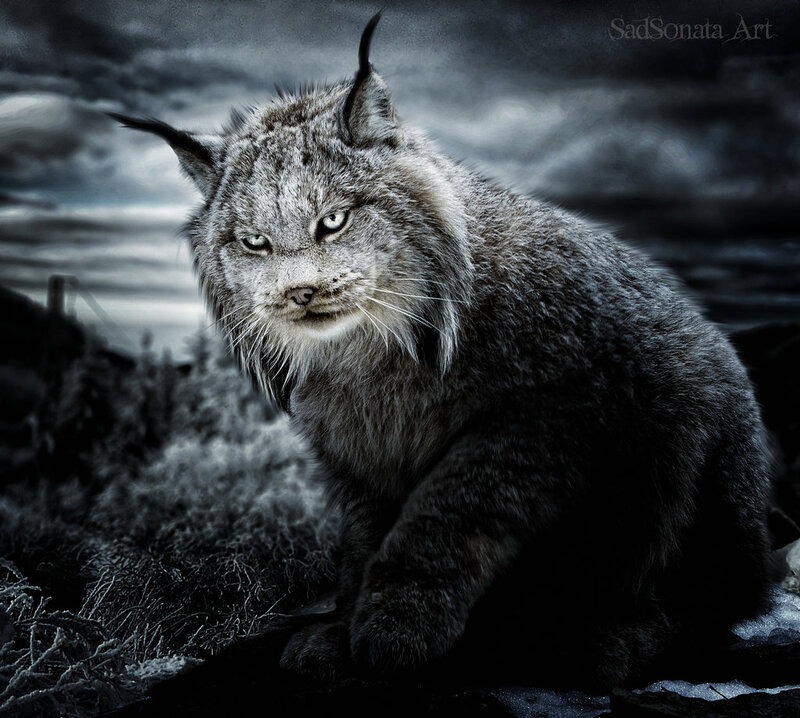 Lynx in Dark Landscape