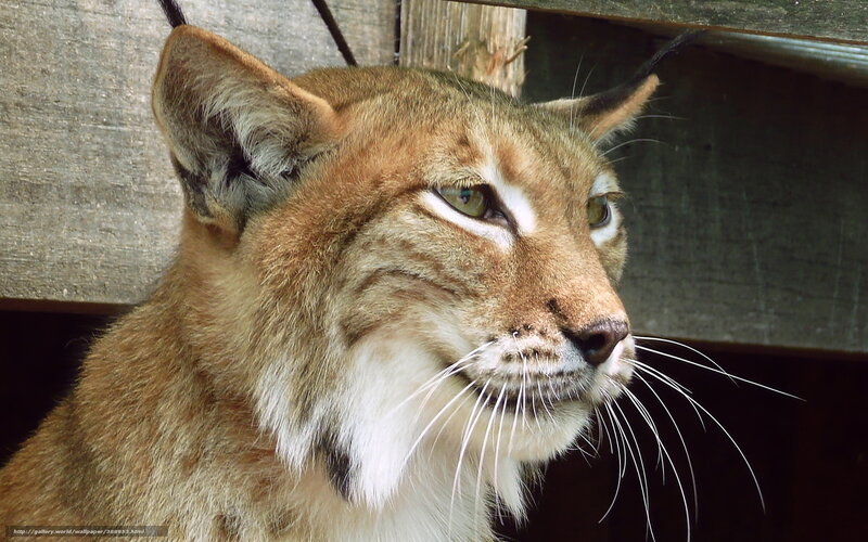 Lynx in Enclosure
