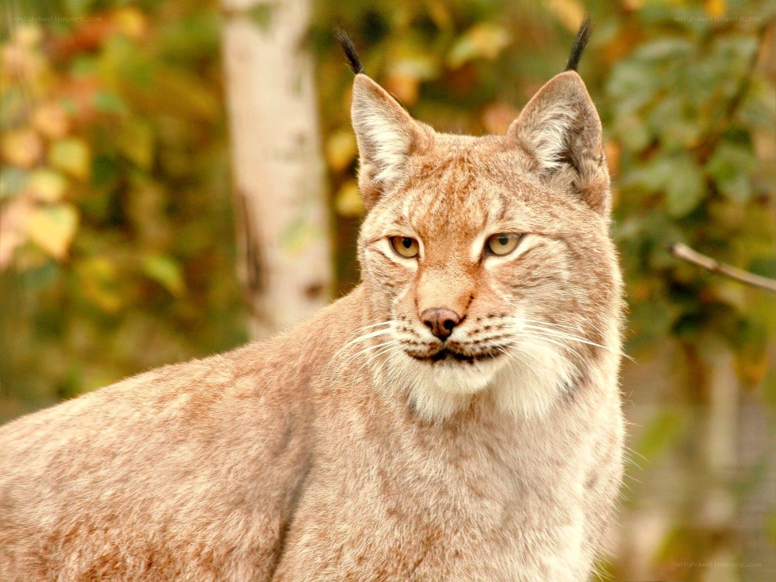 Lynx in forest