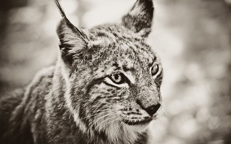Lynx in Forest — Black, Intense