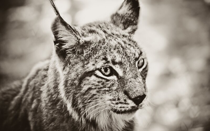 Lynx in Forest — Black
