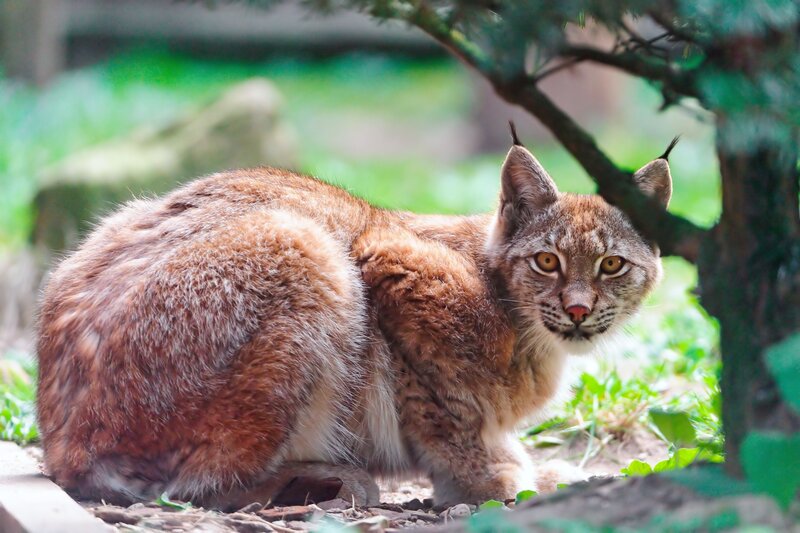 Lynx in Forest — Brown, Alert, Afternoon, Photograph, Tree, Grass