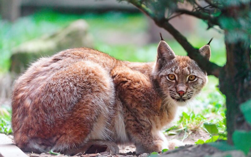 Lynx in Forest — Brown, Alert, Afternoon, Photograph, Tree