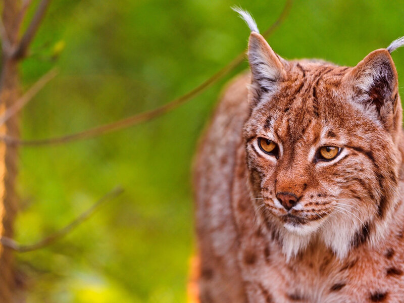 Lynx in Forest — Brown, Alert, Afternoon
