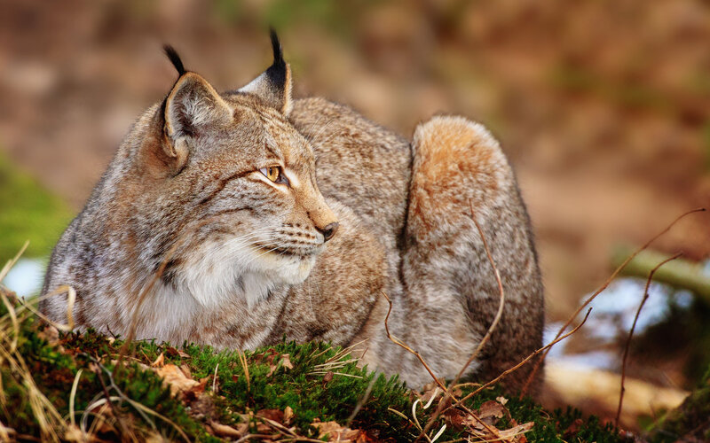 Lynx in Forest — Brown, Alert, Autumn