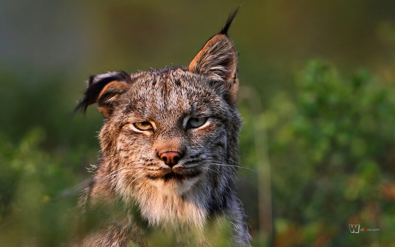 Lynx in Forest — Brown, Alert, Morning