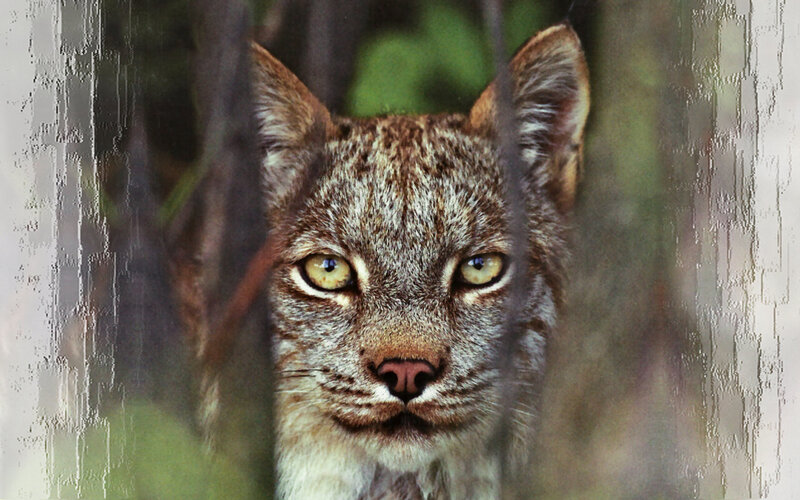 Lynx in Forest — Brown, Alert, Photograph