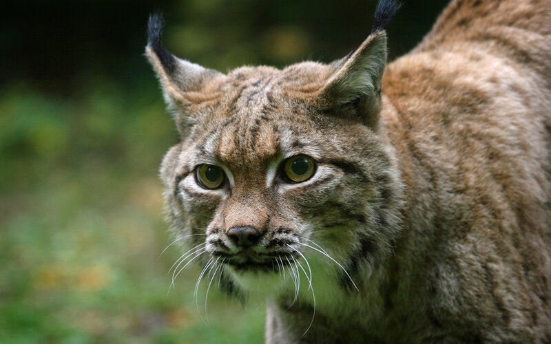 Lynx in Forest — Brown, Alert, Photograph, Whiskers