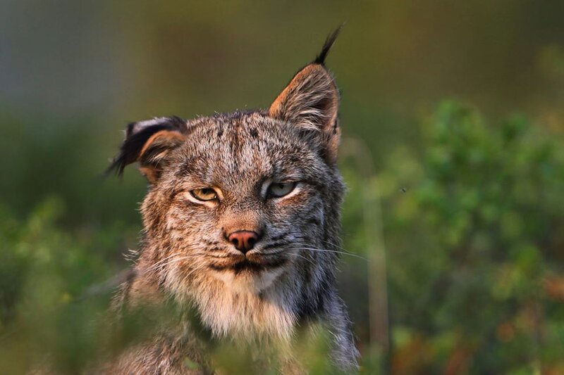 Lynx in Forest — Brown, Alert
