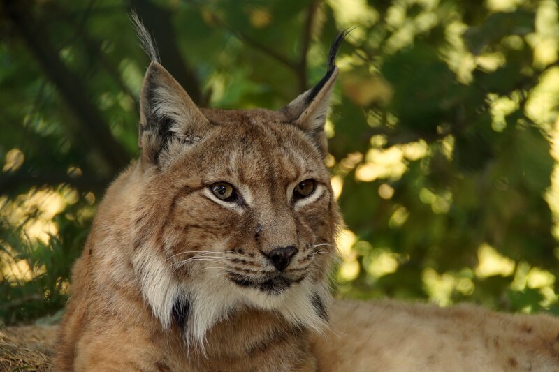 Lynx in Forest — Brown, Calm