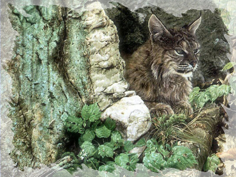 Lynx in Forest — Brown