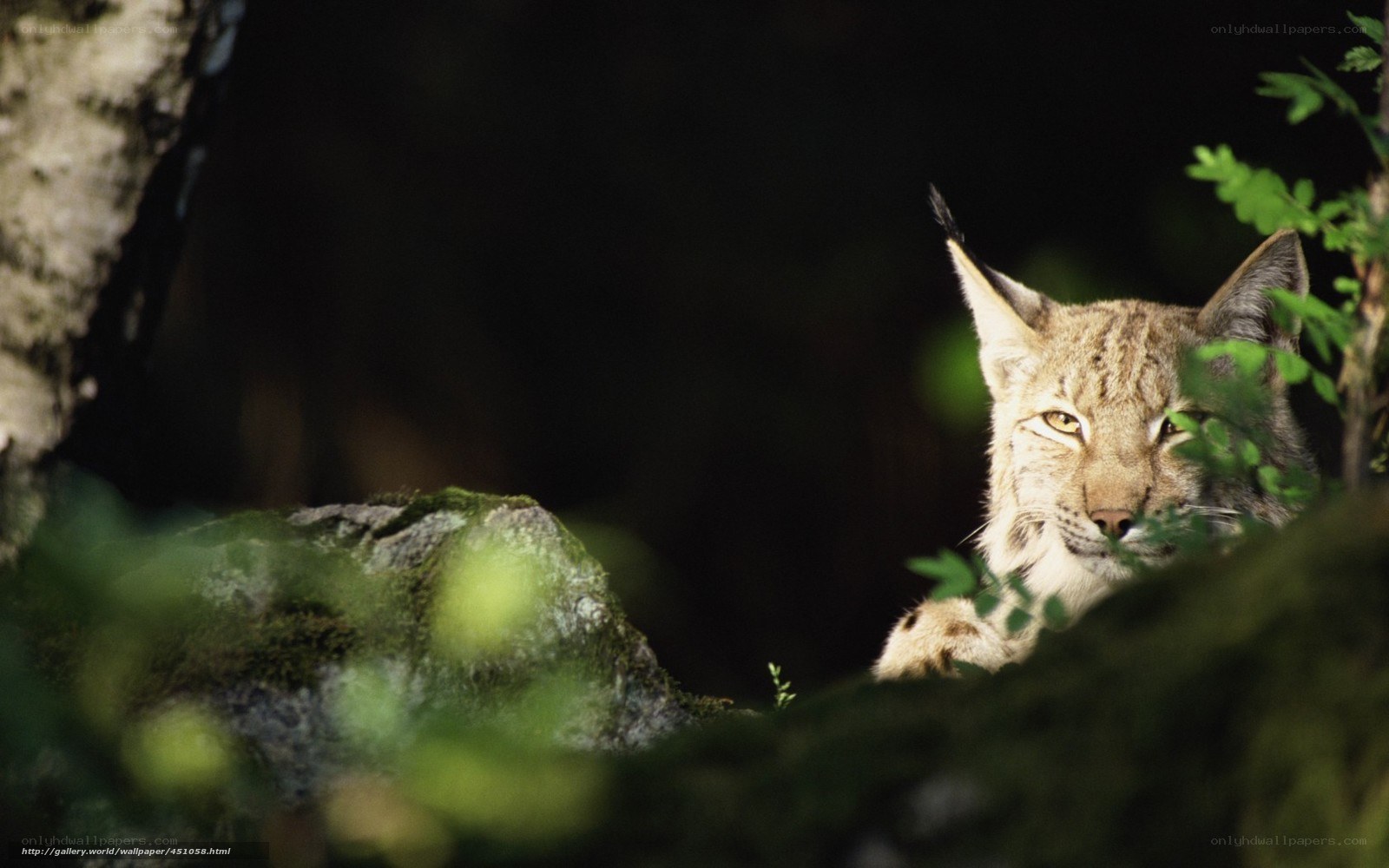 Lynx in forest foliage