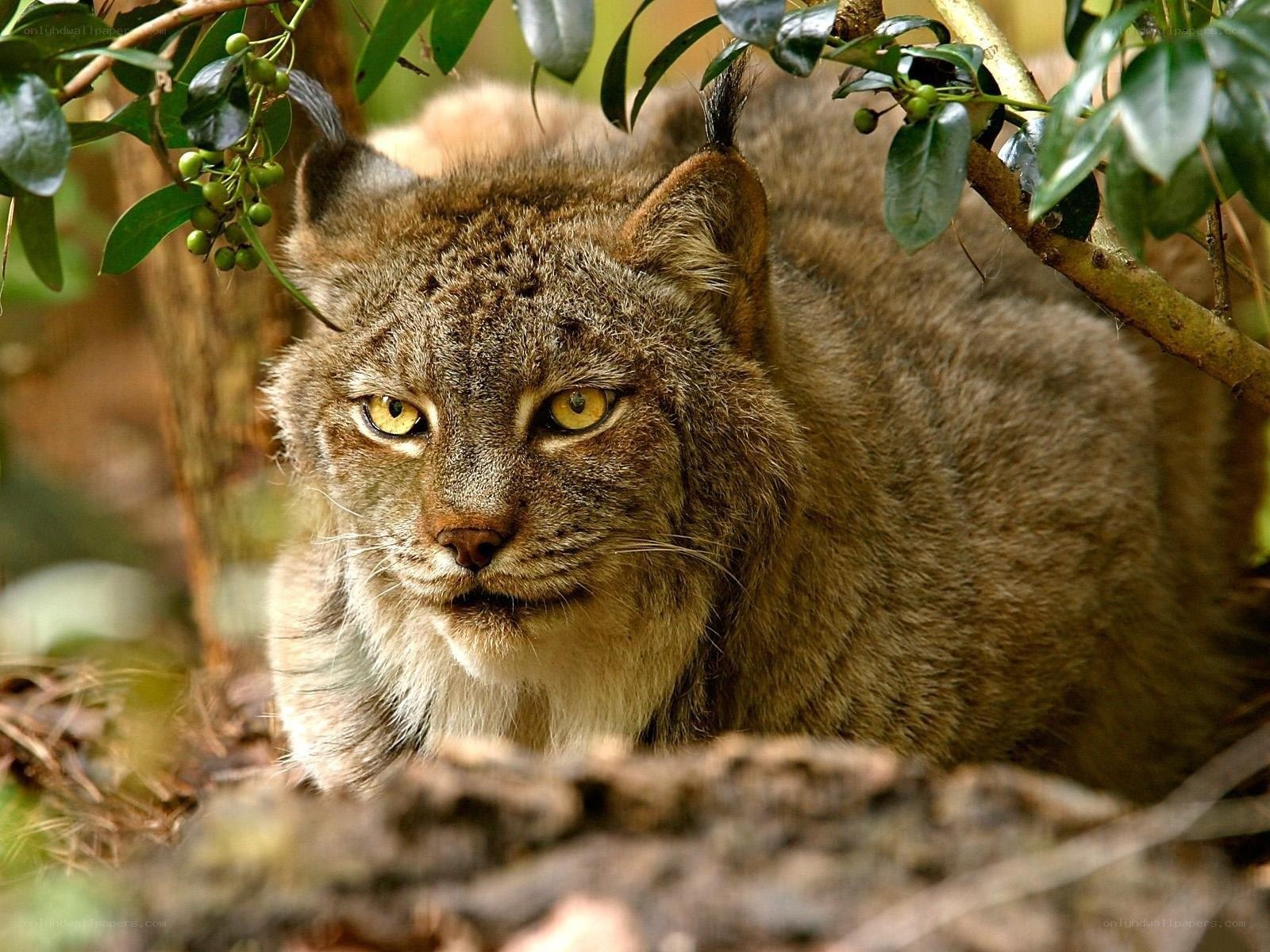 Lynx in forest foliage