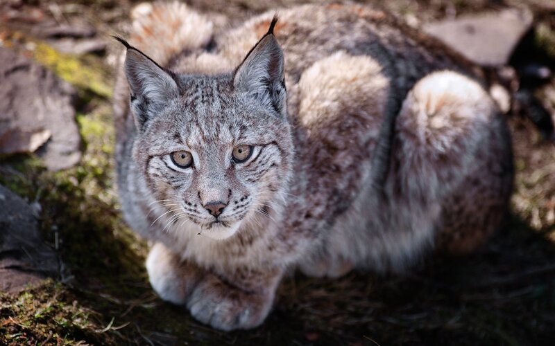 Lynx in Forest — Gray, Alert, Afternoon, Photograph