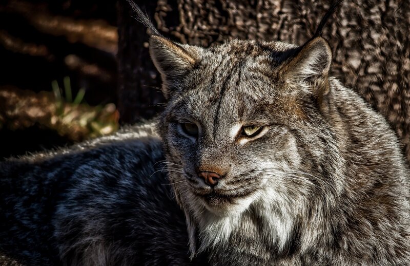 Lynx in Forest — Gray, Alert, Afternoon, Photograph, Tree