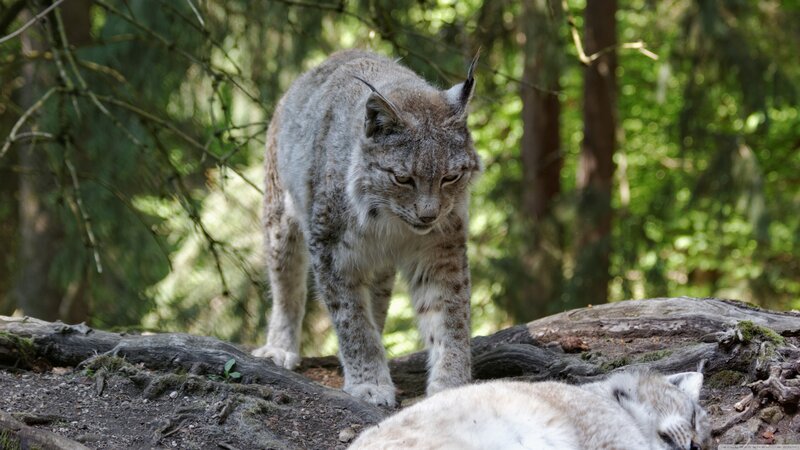 Lynx in Forest — Gray, Alert, Afternoon