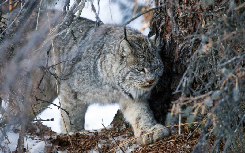 Lynx in Forest — Gray, Alert, Winter