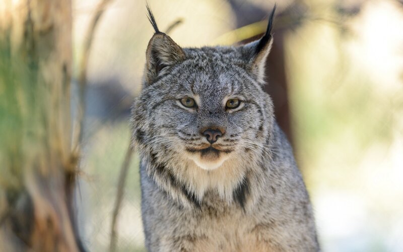 Lynx in Forest — Gray, Calm
