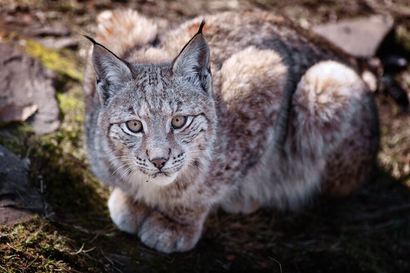 Lynx in Forest — Gray