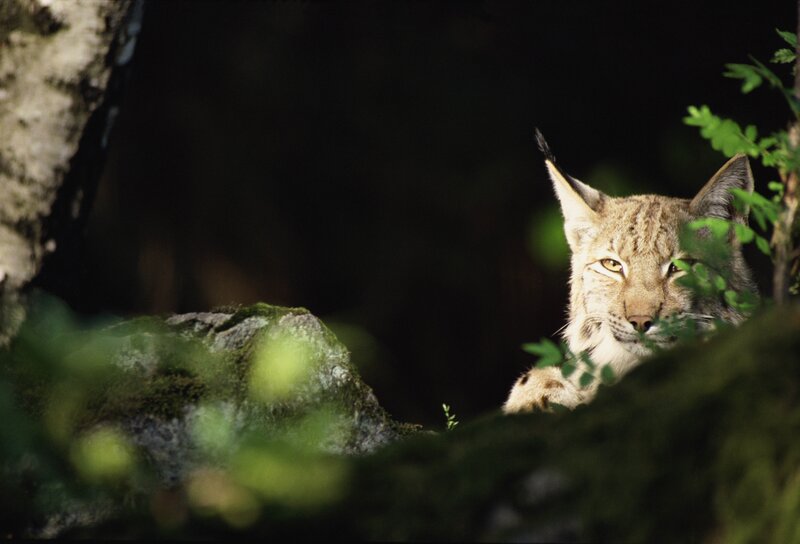 Lynx in Forest — Green, Alert