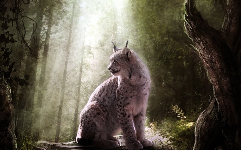 Lynx in Forest — Green, Serene, Morning