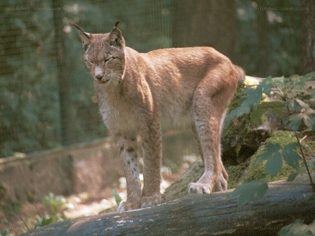 Lynx in forest habitat