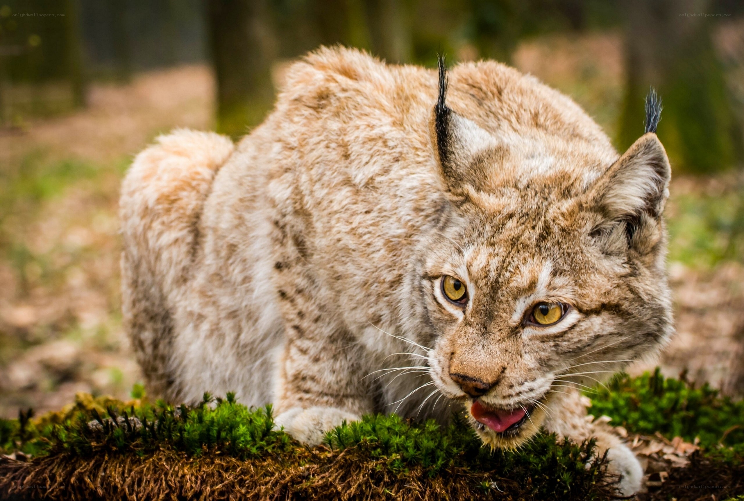 Lynx in forest moss