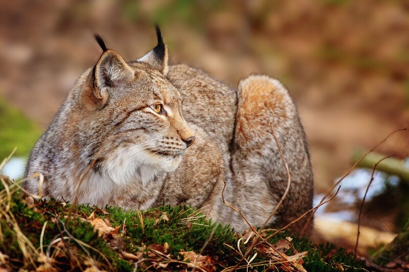 Lynx in forest moss