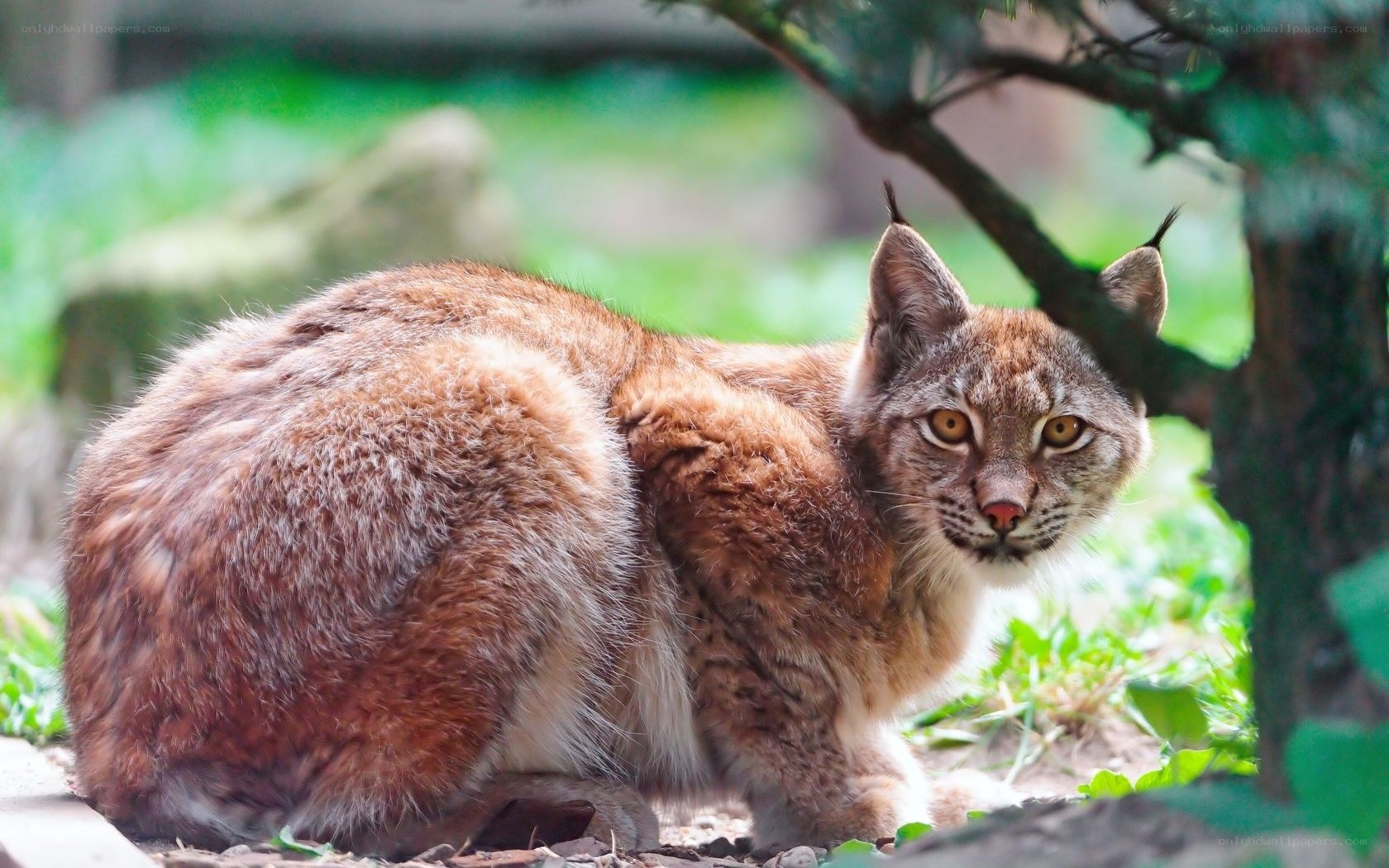 lynx in forest setting