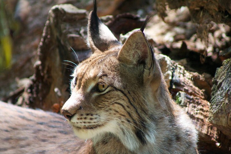 Lynx in forest setting