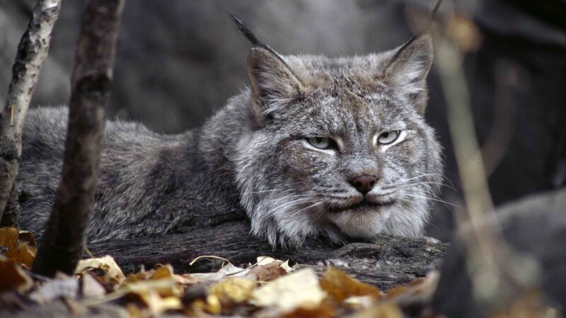Lynx in forest setting