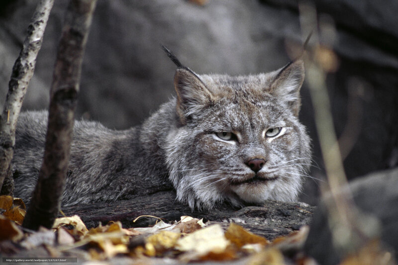 Lynx in forest setting