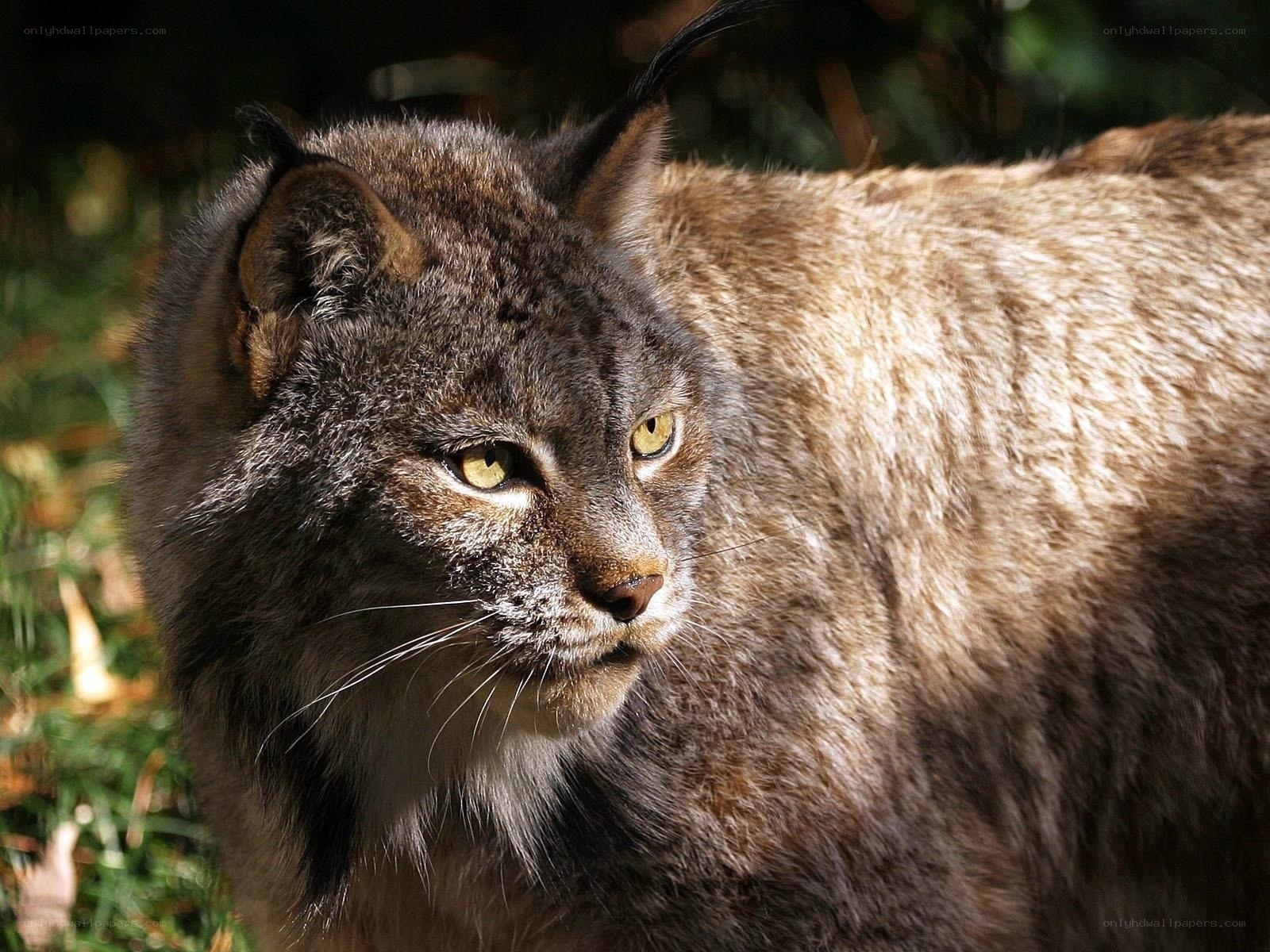 Lynx in forest sunlight