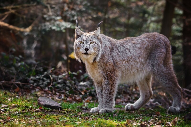 Lynx in forest