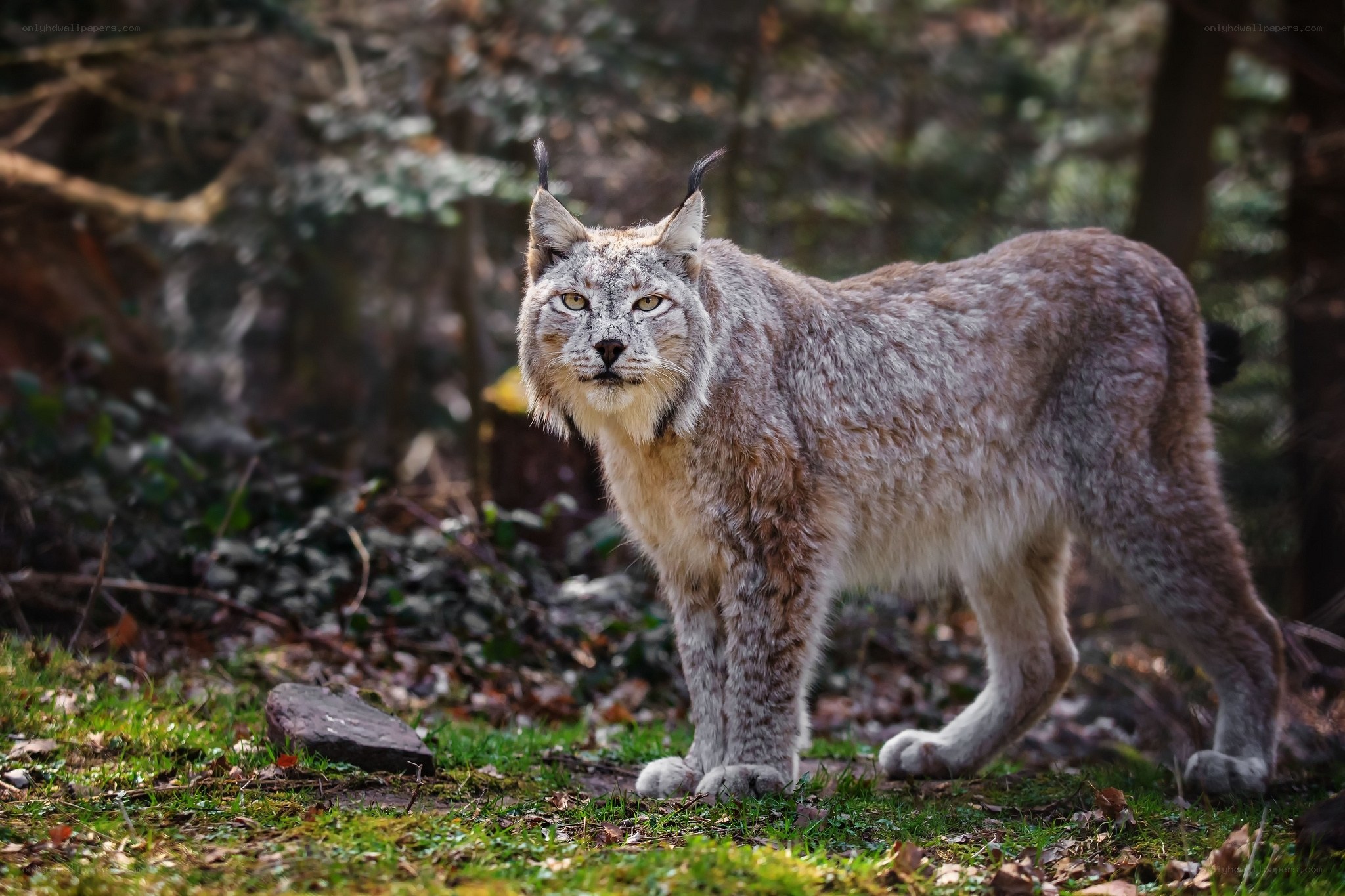 Lynx in forest