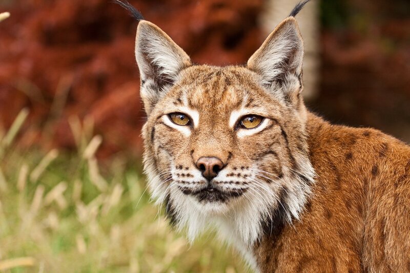 Lynx in Grass — Brown, Alert, Afternoon