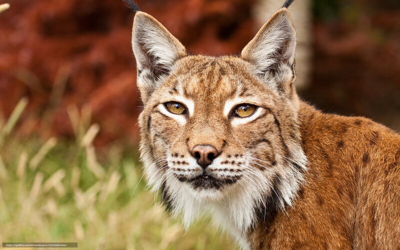 Lynx in Grass — Brown, Alert