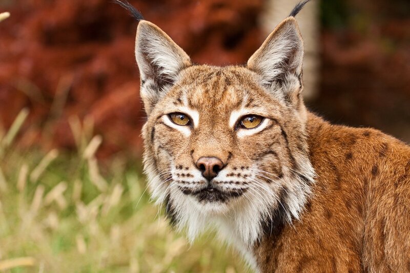 Lynx in Grass — Brown